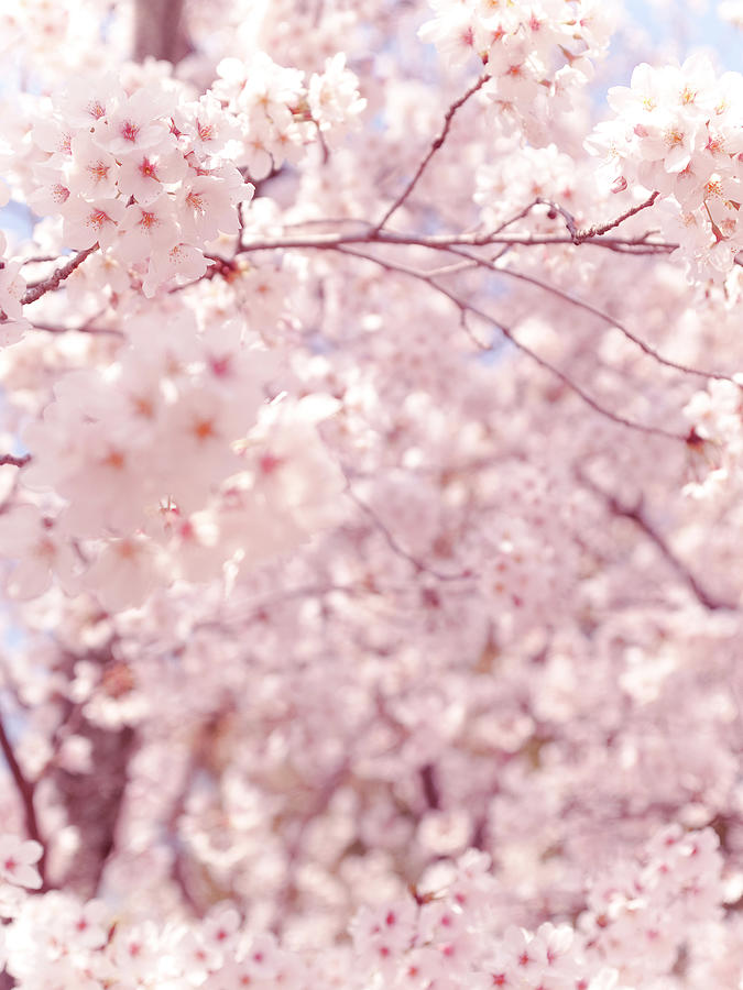 A Tunnel Of Sakura Cherry Blossoms Photograph by Masahiro Makino