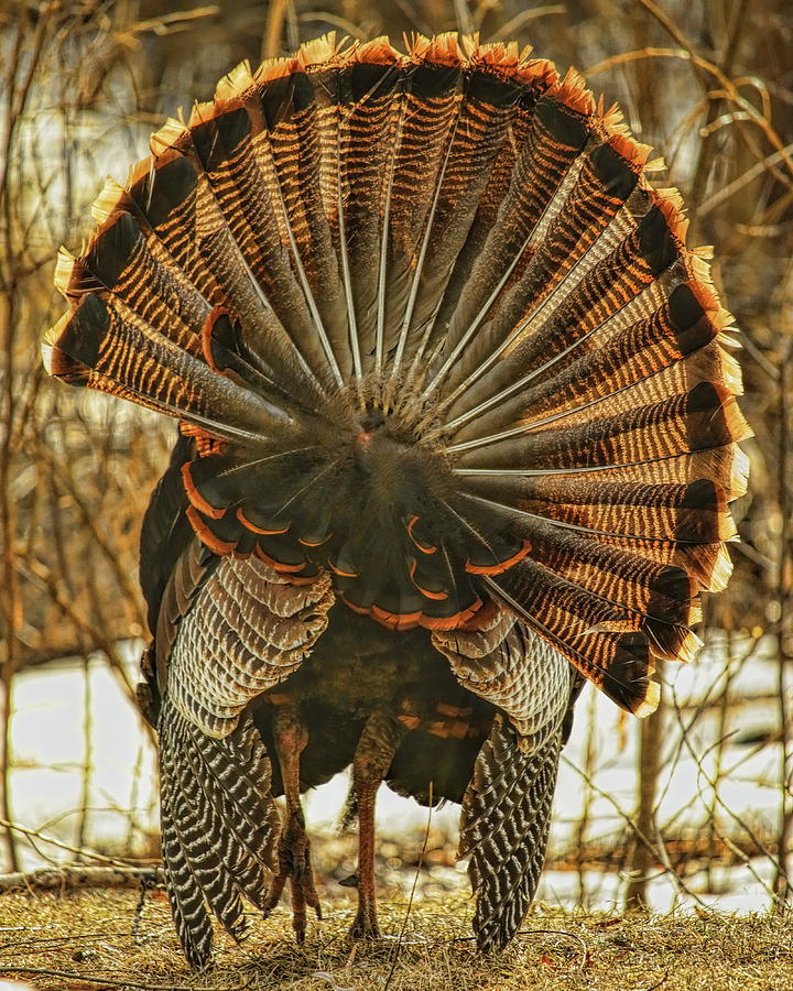 A Turkey Strutting Away Photograph by Dale Kauzlaric