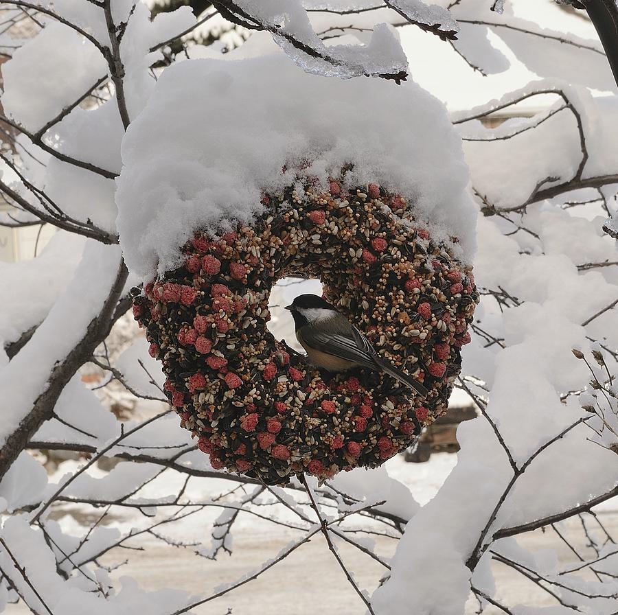 A Tweeters Merry Christmas Photograph by Cheryl Charette