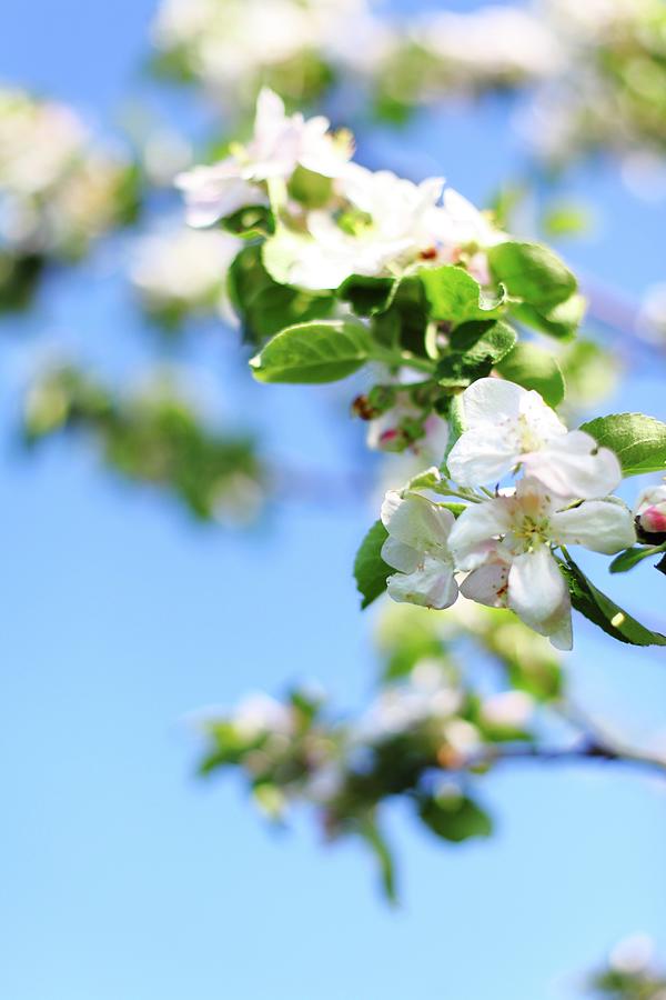 A Twig With White Apple Blossom Against A Blue Sky Photograph by Michal Mrowiec