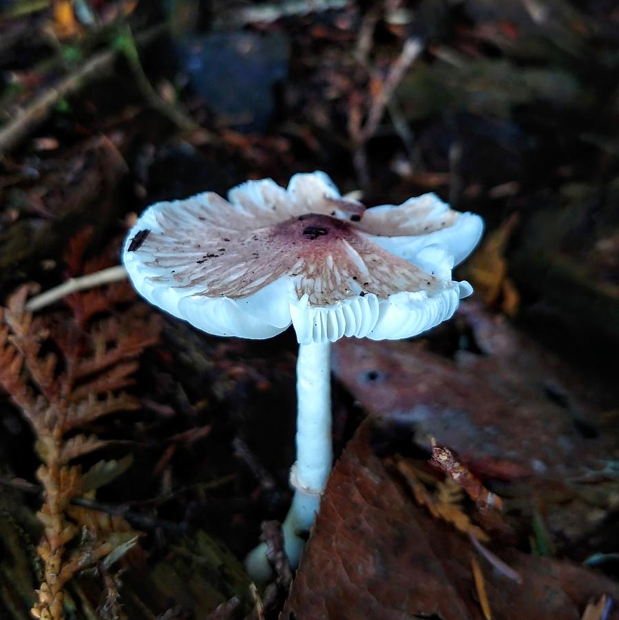A Unique Mushroom Photograph by Darrell MacIver Fine Art America