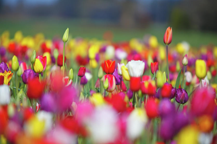 A Variety Of Colored Tulips In A Field Photograph by Design Pics / Craig Tuttle
