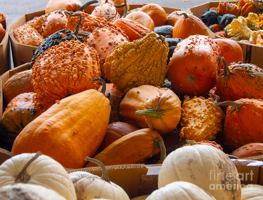 A Variety of Pumpkins at the Western North Carolina Farmers Market in Asheville, North Carolina Photograph by L Bosco