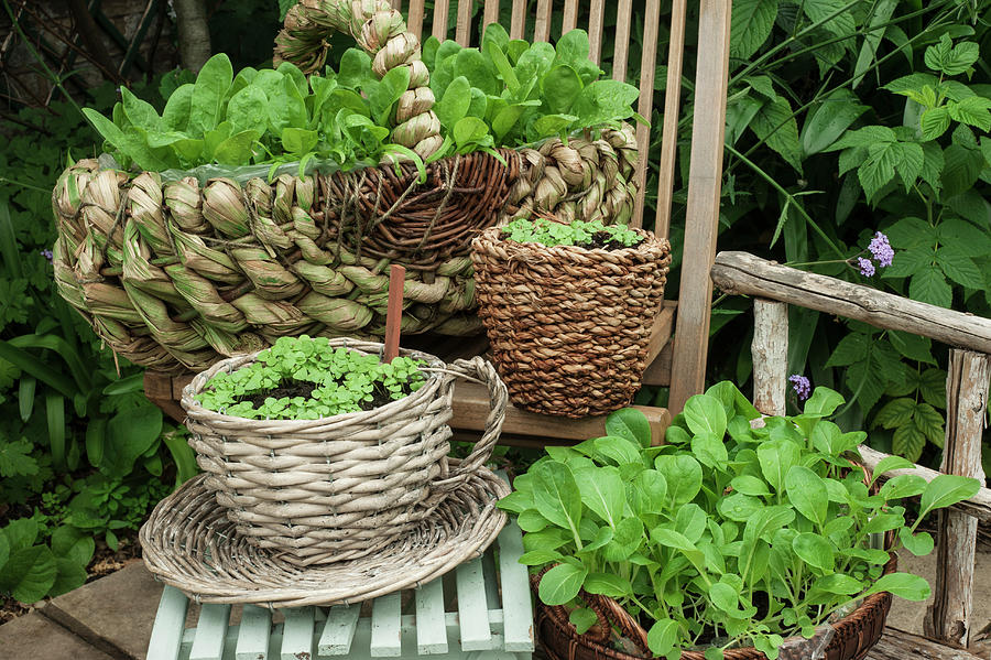 A Variety Of Wicker Baskets Used For Pak Choi And Radish Plants On Wooden Chairs Outside In A Summer Garden Photograph by Linda Burgess