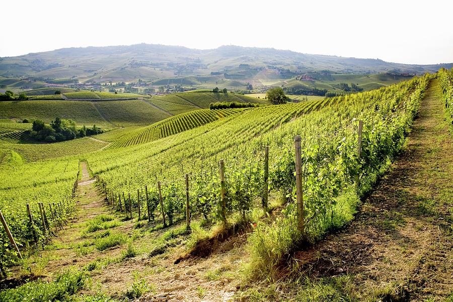 A Vast Landscape Of Vineyards Photograph by Imagerie