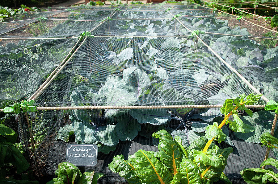 A Vegetable Garden Covered With A Protective Net Photograph by Rob Whitrow