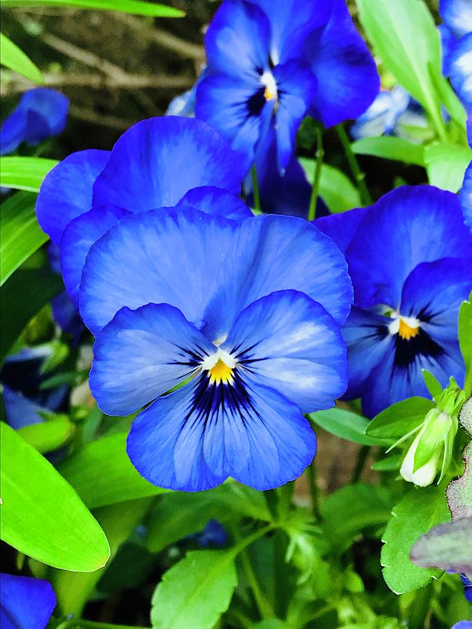 A Very Blue Pansy Photograph by Alida M Haslett