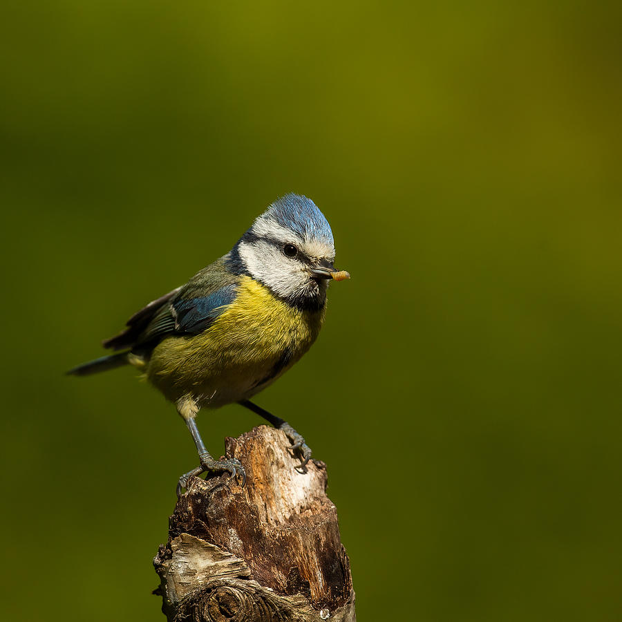 Bird Photograph - A Very Busy Blue Tit by Annie Keizer