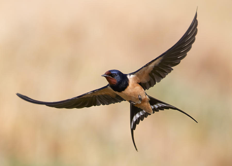 Animal Photograph - A Very Fast Bird by Gabriele Fatigati