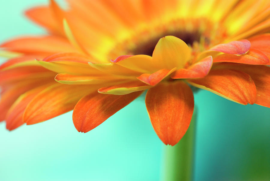 A Vibrant Yellow-orange Gerbera Daisy Photograph by Shanna Baker