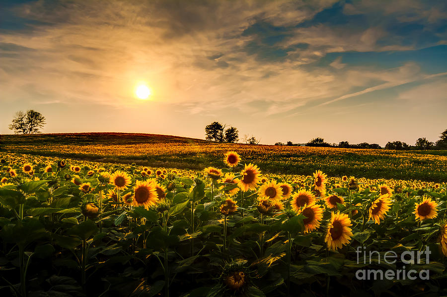 Summer Photograph - A View Of A Sunflower Field In Kansas by Tommybrison Summer Photograph - A View Of A Sunflower Field In Kansas by Tommybrison
