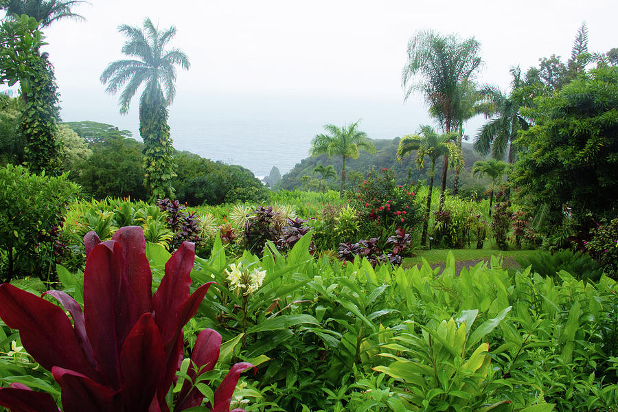 A View of Paradise by Marie Leslie A View of Paradise by Marie Leslie