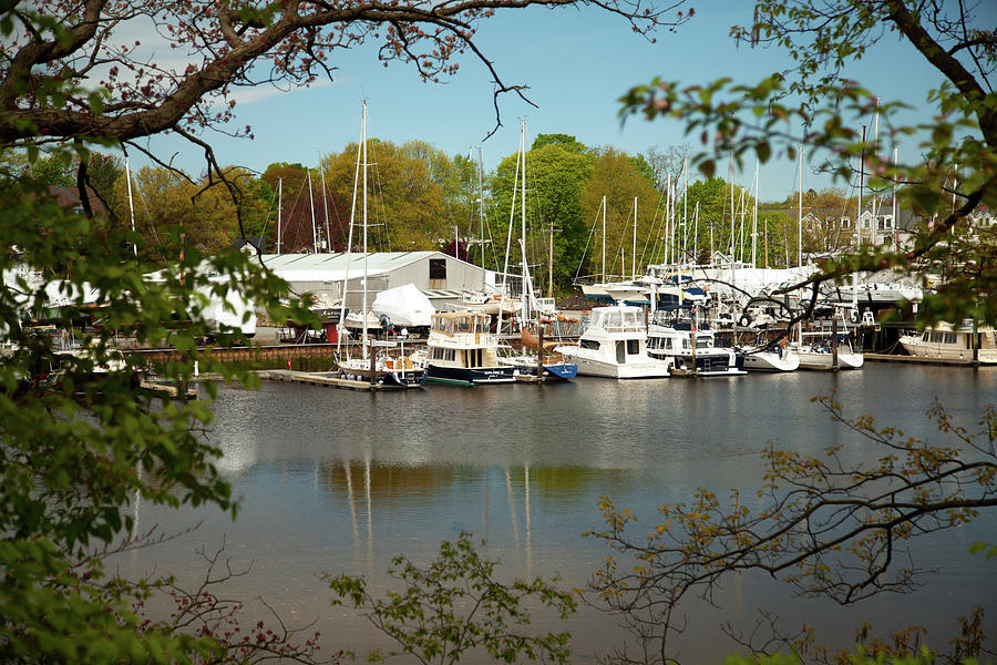 A View Of The Marina Photograph by Karol Livote