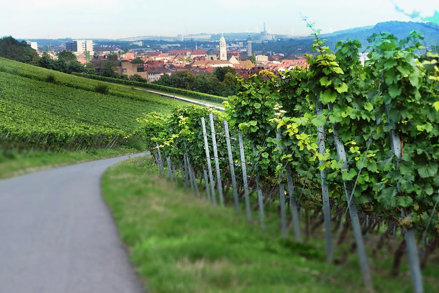 A View Over Wrzburg From A Vineyard Photograph by Feig & Feig
