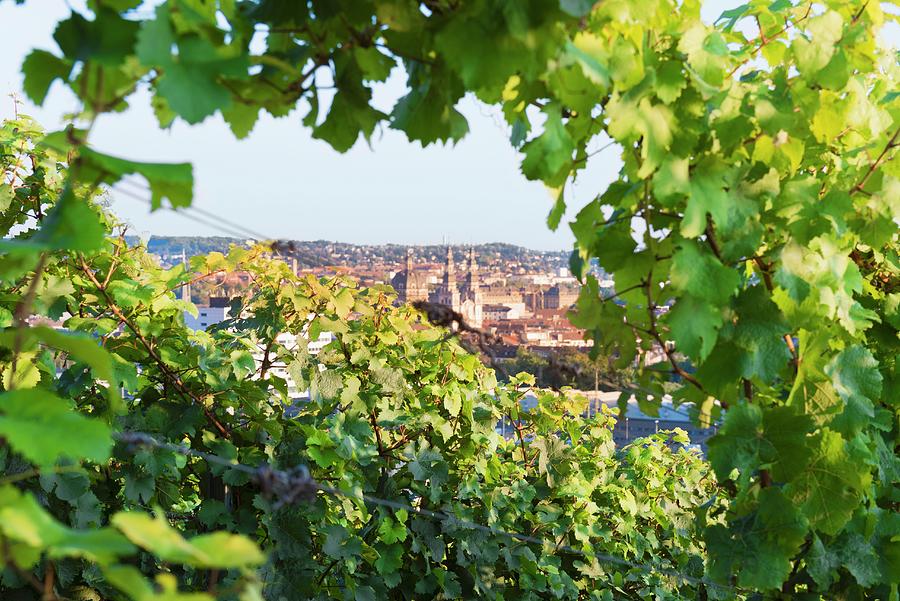 A View Over Würzburg Through Riesling Vines Photograph by Feig & Feig ...
