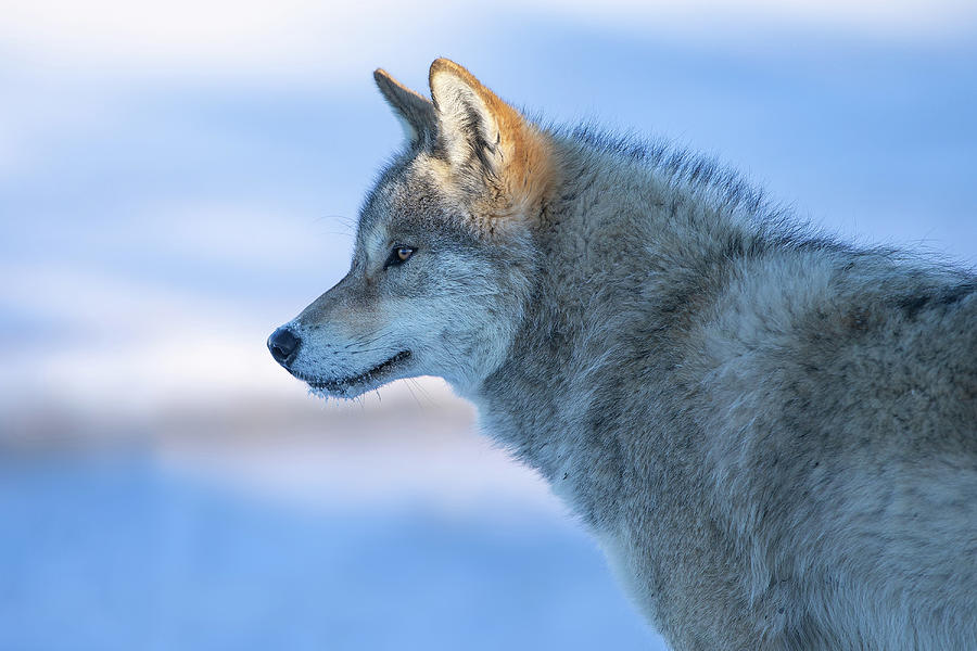 Animal Photograph - A Vigilant Wolf by Bingo Z