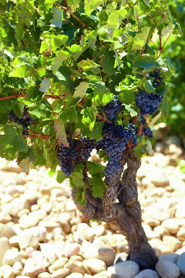 A Vine In The Beaucastel Vineyard In The Appellation Chateauneuf-du-pape, France Photograph by Jalag / Gnter Beer