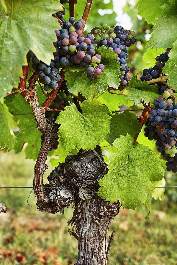 A Vine With Ripe Red Wine Grapes Photograph by Herbert Lehmann