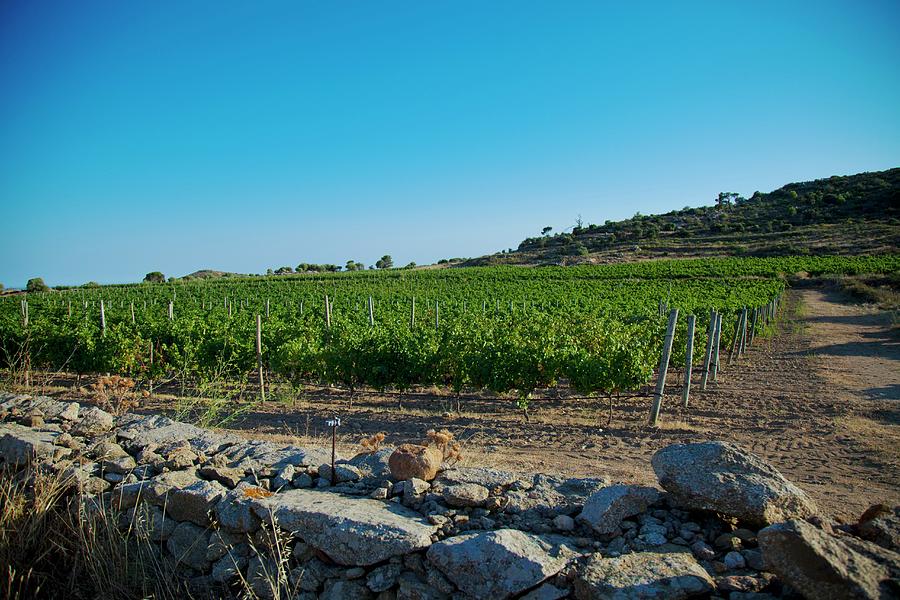 A Vineyard Behind An Old Stone Wall Photograph by Studio Lipov