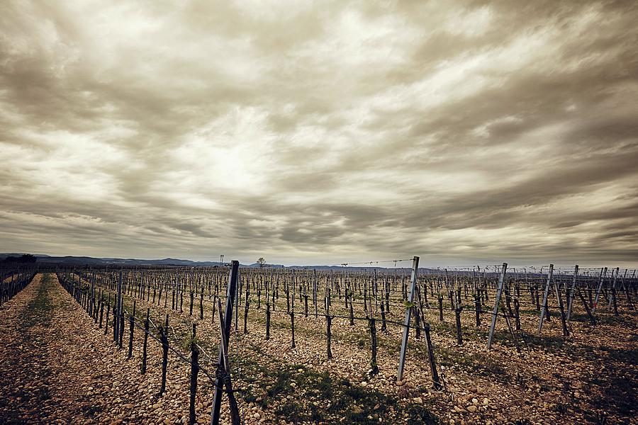A Vineyard In Kamptal During Spring With A Dramatic Sky Photograph by Herbert Lehmann