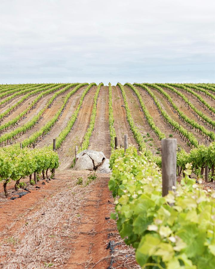 A Vineyard In South Africa Photograph by Great Stock!