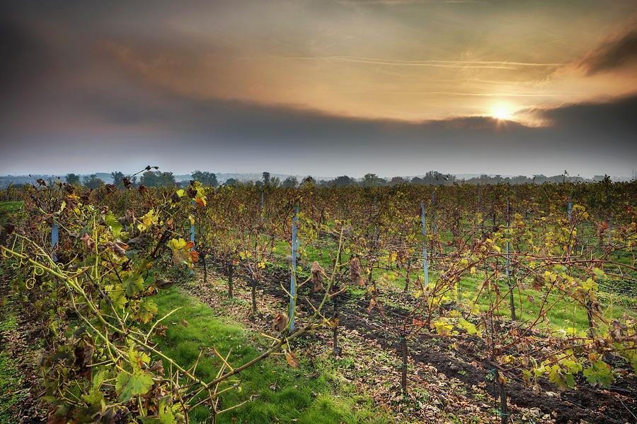 A Vineyard In The Evening Sunshine Photograph by Jan Prerovsky