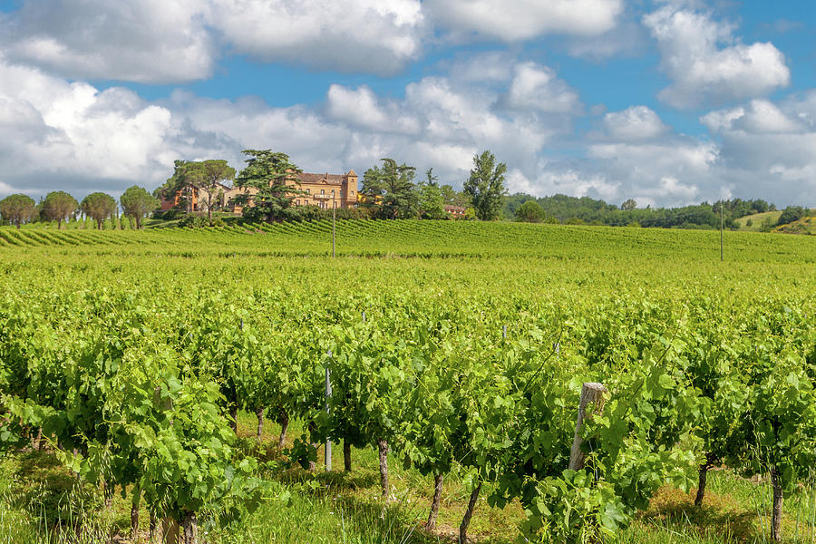 Wine Photograph - A Vineyard in the Tarn France by W Chris Fooshee