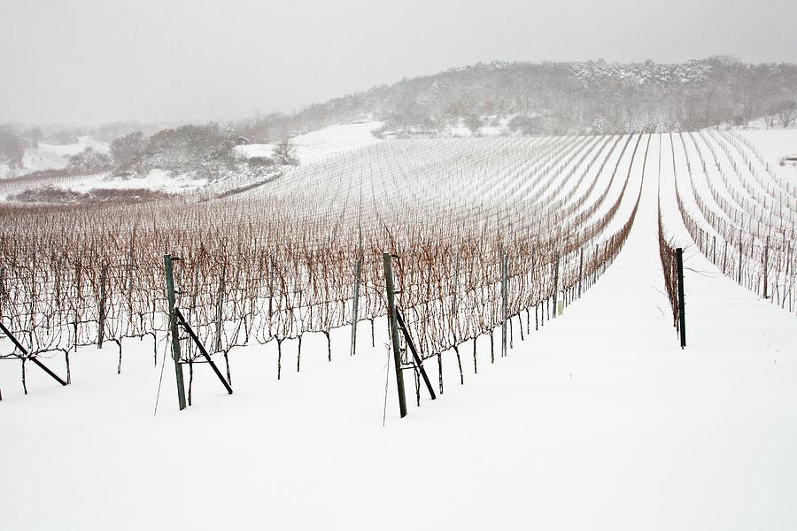 A Vineyard In The Winter With Snow austria Photograph by Herbert Lehmann