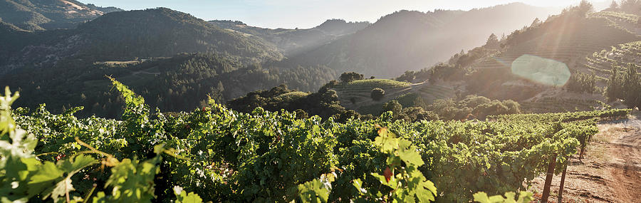 A Vineyard Landscape, Newton Winery, Napa Valley, California, Usa Photograph by Torri Tre