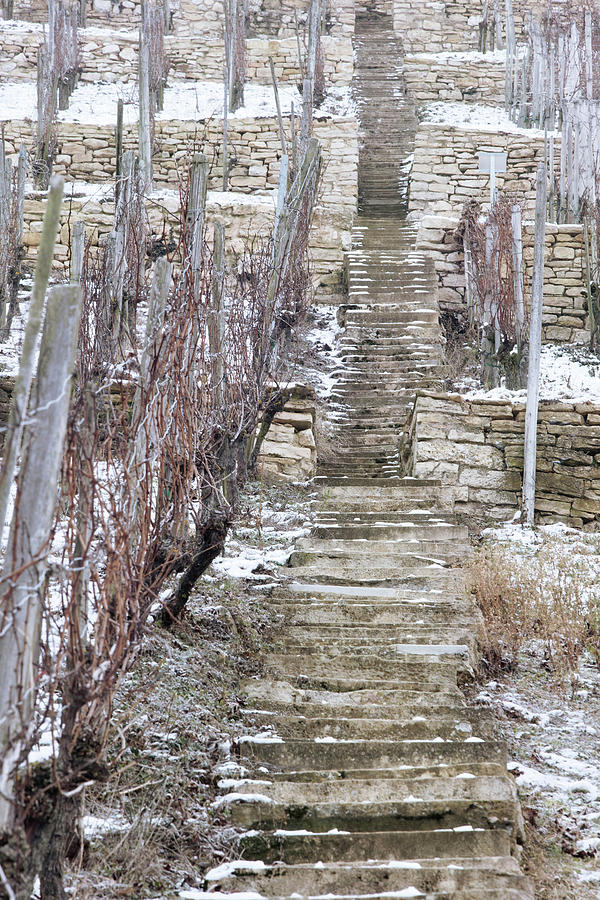 A Vineyard Landscape With Steps, Martin Wassmer Vineyard, Markgrflerland Region, Baden, Germany Photograph by Torri Tre
