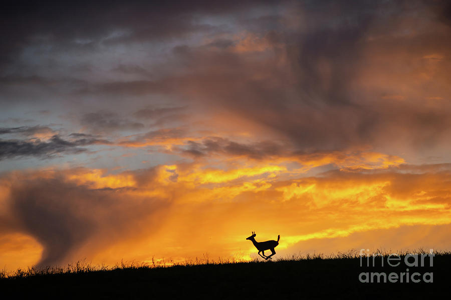 A Vision Sublime - Deer on Hillside Farm at Dawn Photograph by JG Coleman