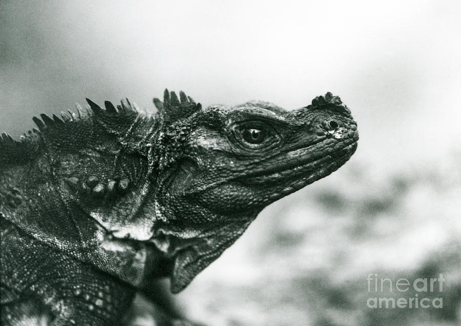 A Vulnerable Sailfin Lizard At London Zoo In 1928 Photograph by Frederick William Bond