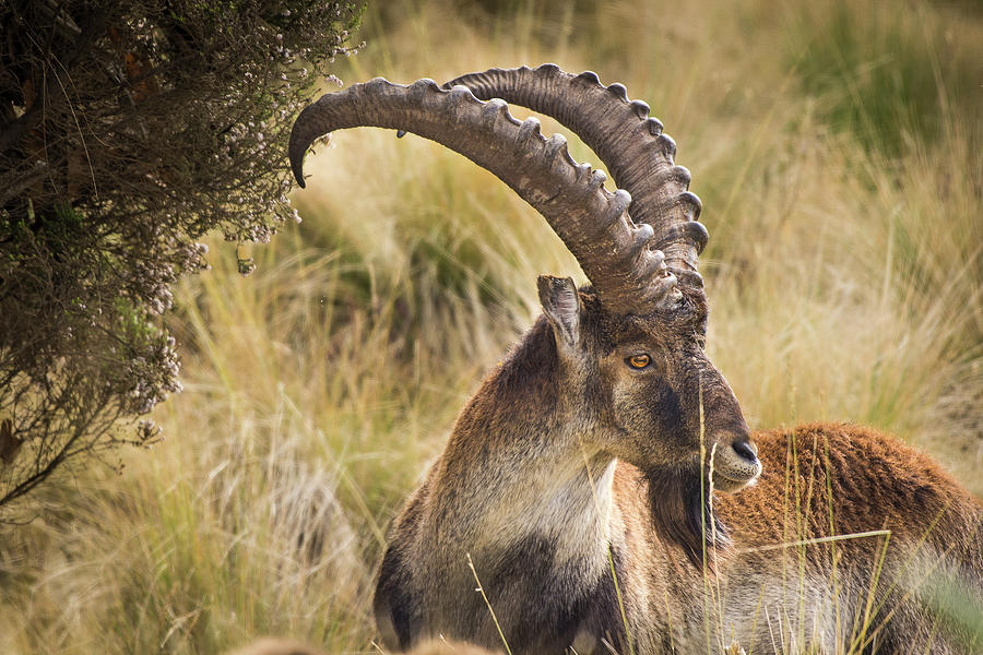 A Walia Ibex male grazing in the Ethiopian Highlands Photograph by ...