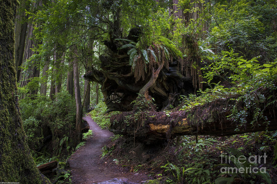A Walk In The Redwoods Photograph