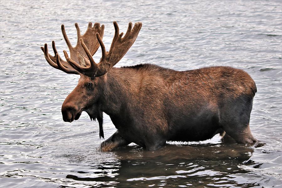 A Walk in the Water Photograph by Larry Kniskern - Fine Art America