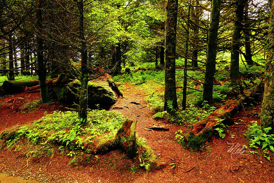 A Walk In The Woods Photograph by Meta Gatschenberger