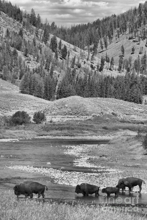 Yellowstone National Park Photograph - A Walk Through Paradise Black And White by Adam Jewell