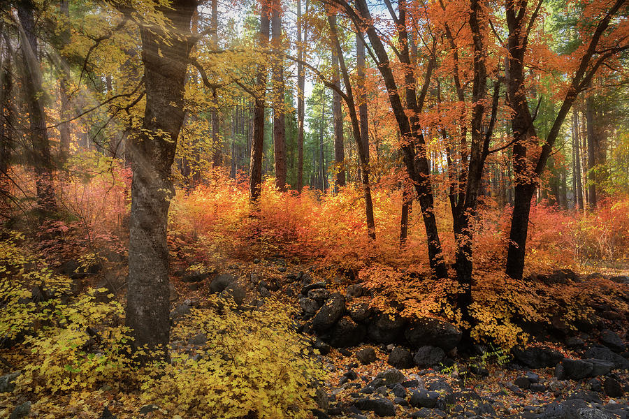 A Walk Through The Enchanted Forest  Photograph by Saija Lehtonen
