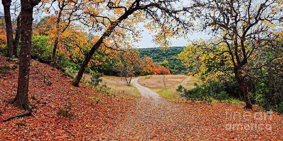 A Walk through the Maple Forest at Lost Maples State Natural Area - Vanderpool Texas Hill Country Photograph by Silvio Ligutti