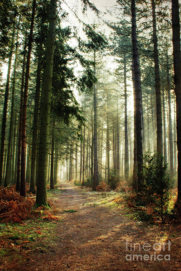 A Walk Through The Pines Photograph