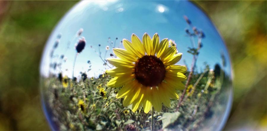 A Walk Through The Sunflowers Photograph by John Glass