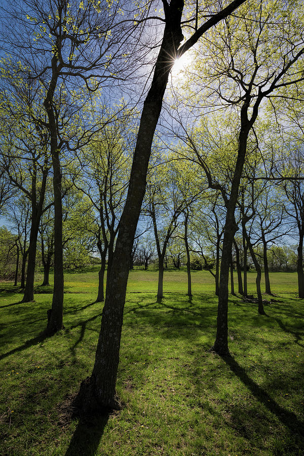 A Walk Through the Trees by Scott Bean A Walk Through the Trees by Scott Bean