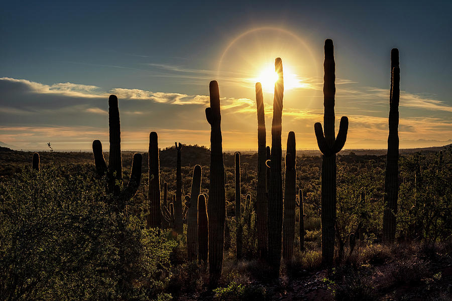 A Wall Of Saguaro At Sunset  Photograph by Saija Lehtonen