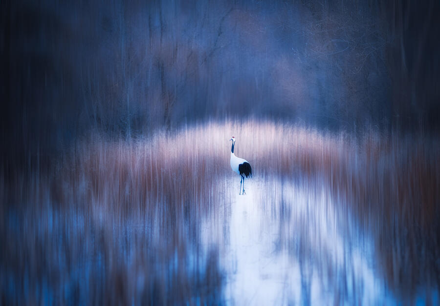 A Wandering Crane Photograph by Chao Feng ??