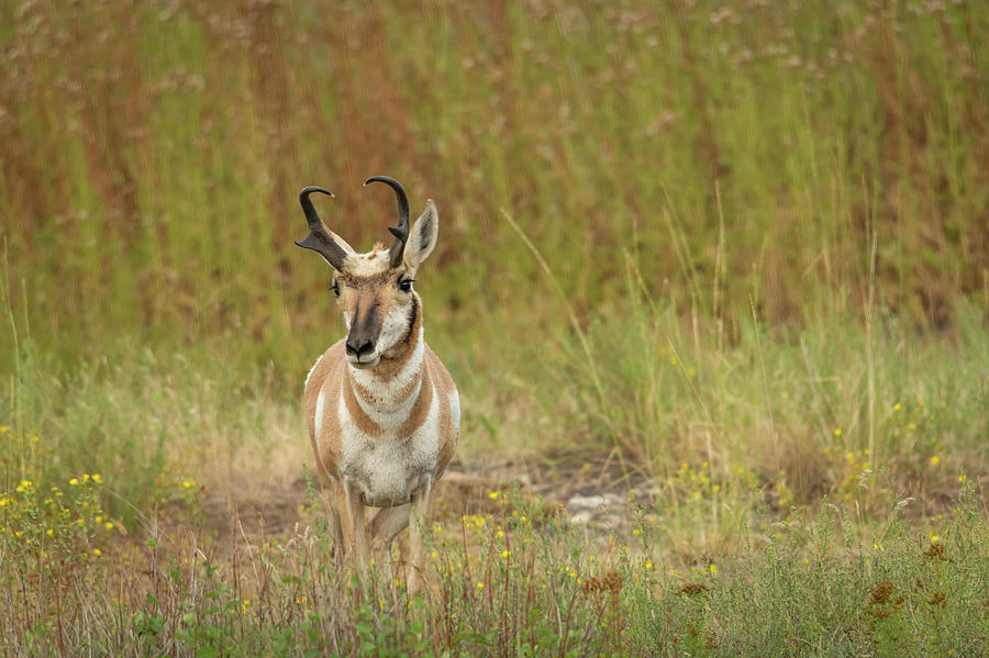 A Watchful Pronghorn Photograph by Constance Puttkemery