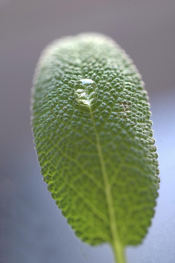 A Water Droplet On A Sage Leaf Photograph by Dr. Martin Baumgrtner