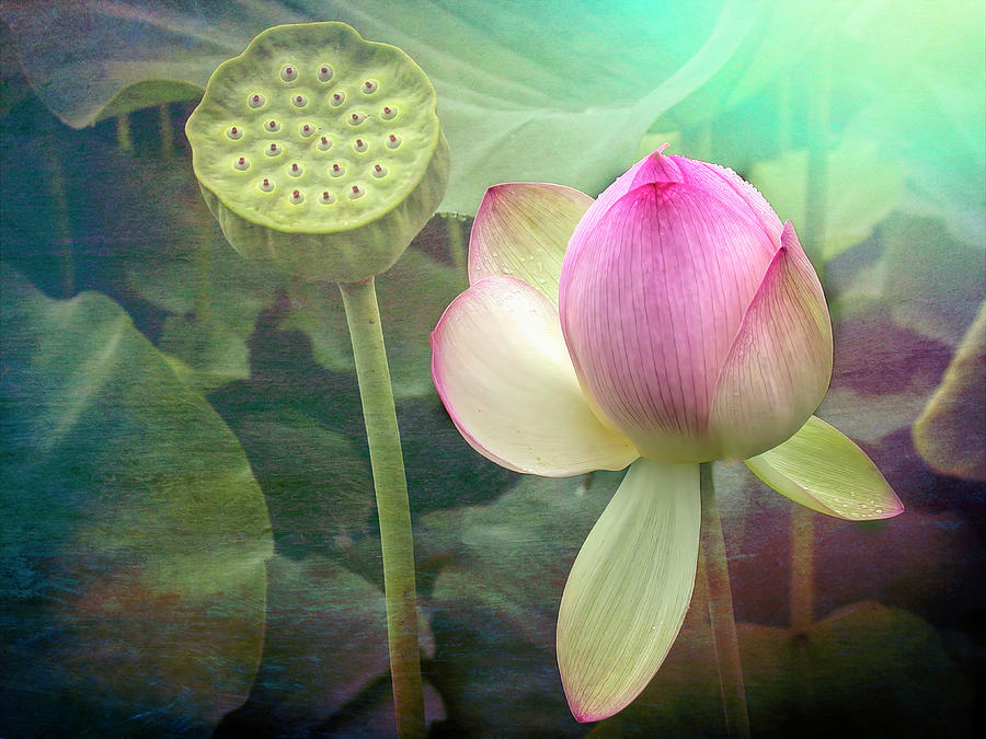 A Water Lily's Dream Photograph By Paul Coco - Pixels