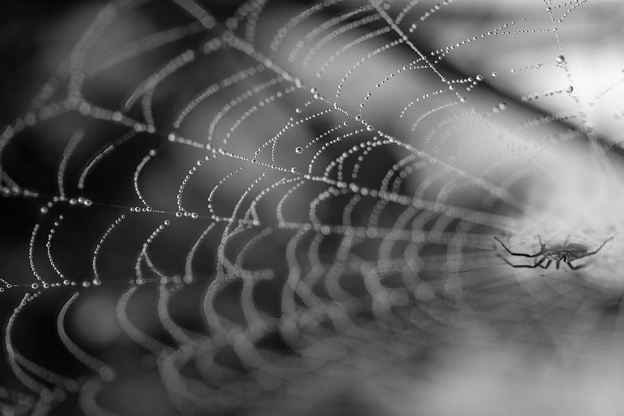 Creative Edit Photograph - A Web And A Spider by Cicek Kiral