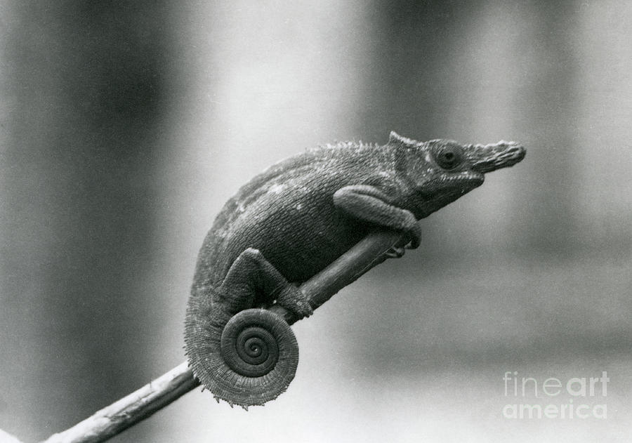 A West Usambara Two-horned Chameleon, London Zoo, 1927 Photograph by Frederick William Bond