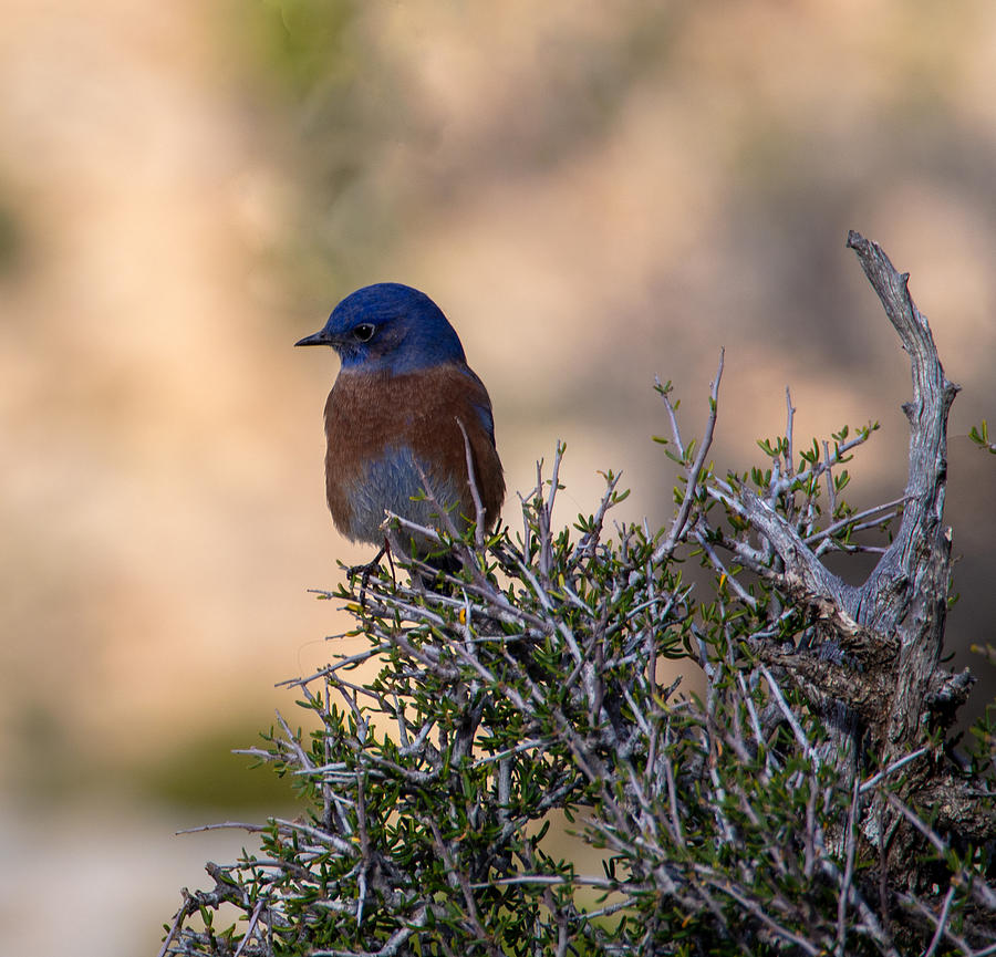 A Western Bluebird at the Grand Canyon Photograph by L Bosco